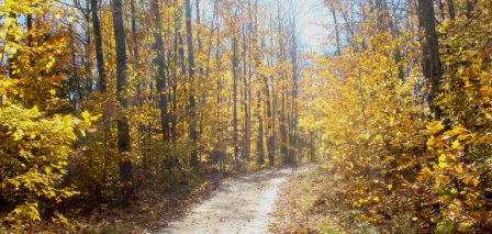 Maple Tree Lane in autumn splendor