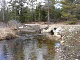 Spring water at culvert